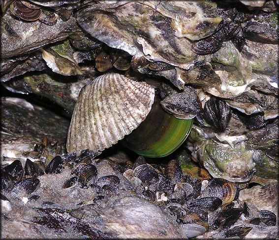 Perna Viridis Linnaeus Asian Green Mussel In Situ